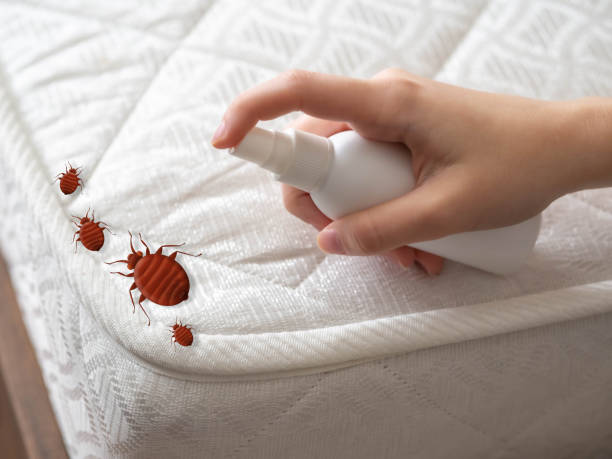 Best Flea Control Services  in Hden Springs, ID