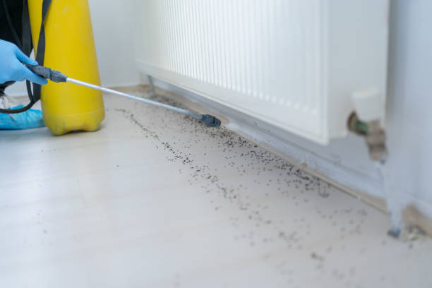 Best Affordable Pest Control Services  in Hden Springs, ID
