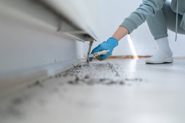 Best Best Pest Control Companies  in Hden Springs, ID